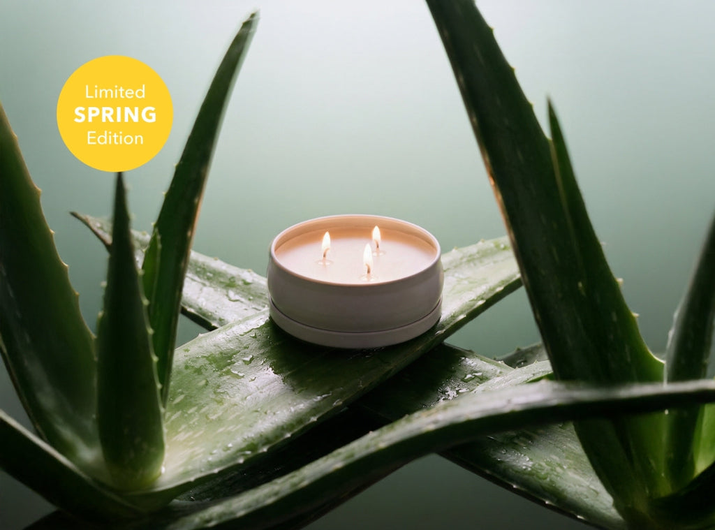 Cucumber Aloe 3-Wick Soy Candle