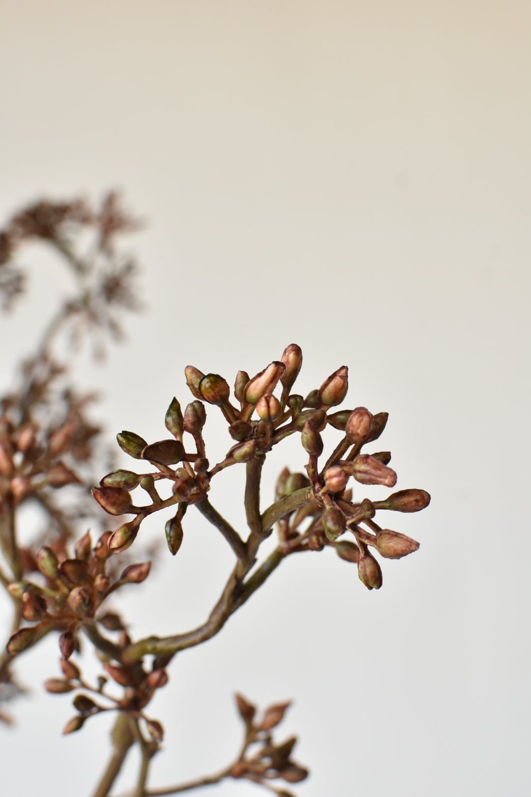 Brown Sedum Faux Branch — 38 in