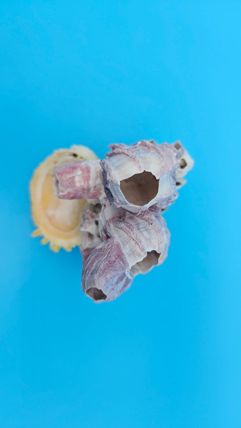 Natural Barnacle & Scallop Shell Accent — product view 5