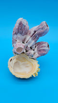 Natural Barnacle & Scallop Shell Accent — product view 1