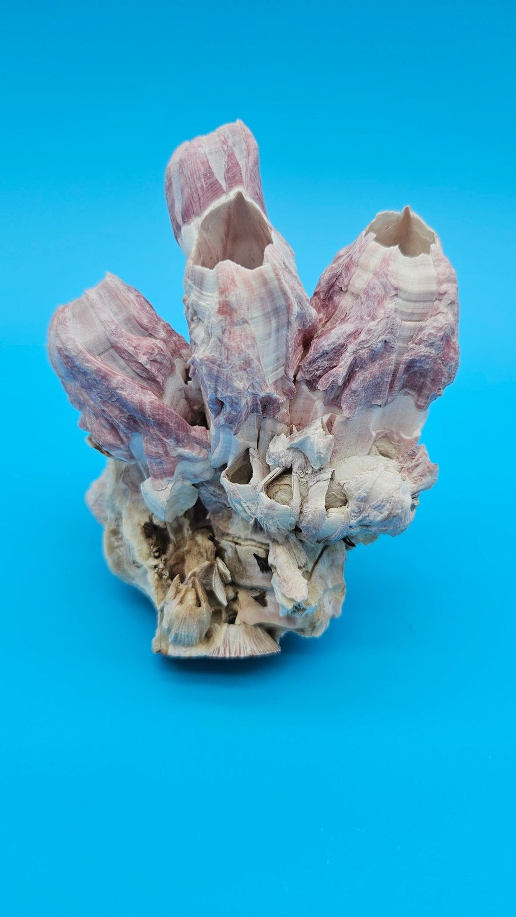 Natural Barnacle & Scallop Shell Accent — product view 3