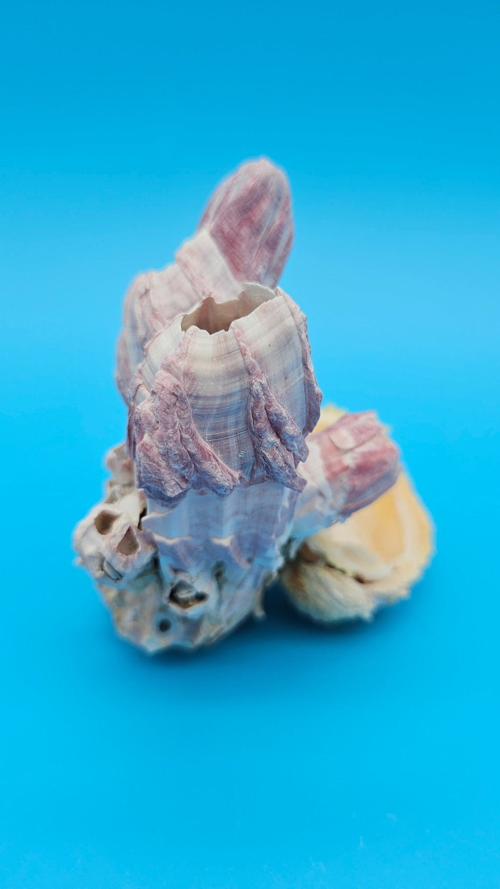 Natural Barnacle & Scallop Shell Accent — product view 4