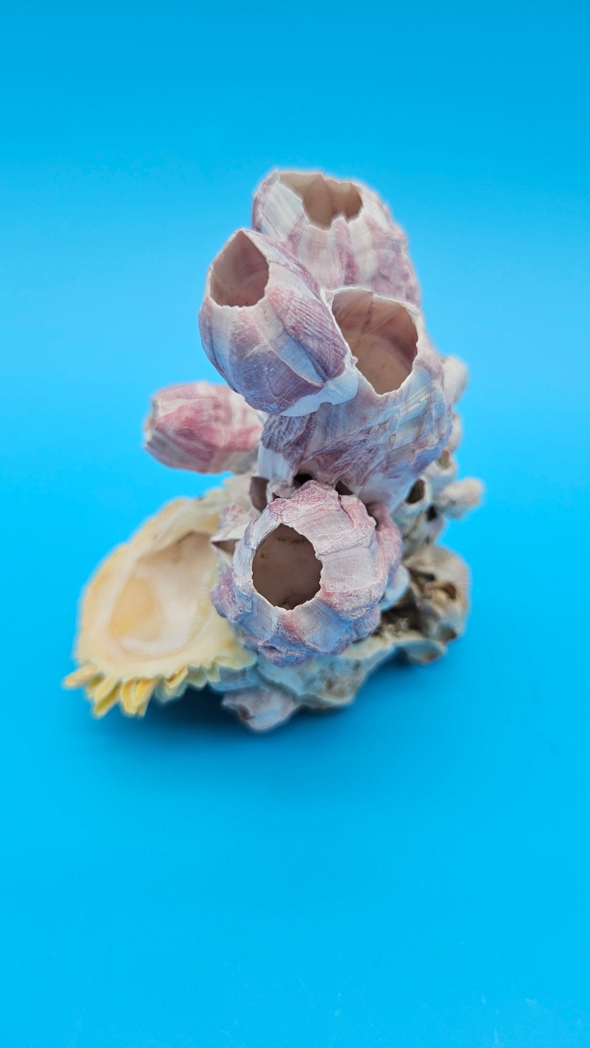 Natural Barnacle & Scallop Shell Accent — product view 2